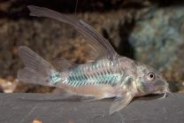 Corydoras paleatus pikauimeline