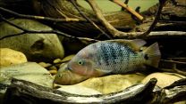 Vieja fenestrata 
