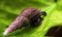 Melanoides tubercularia