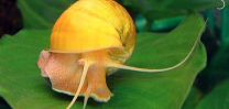Ampullaria australis - yellow