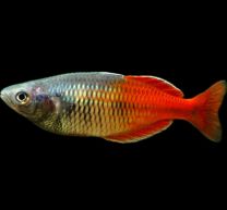 Melanotaenia boesemani Red 