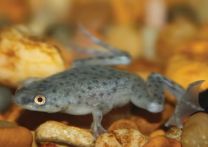 Hymenochirus sp. - african dwarf frog