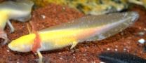 Ambystoma mexicanum - gold albino