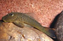 Chaetostoma formosae L187b