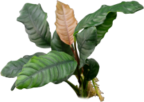 Anubias barteri ”coffeefolia”