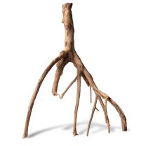 Red mangrove root S pc