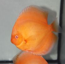 Discus Texel Albino Golden Diamond S