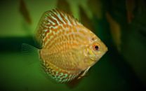 Discus Texel Albino Golden Leopard S