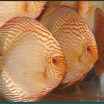 Discus Texel Albino Golden Tiger M