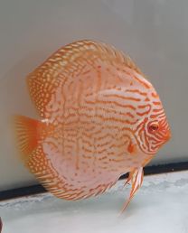 Discus Texel Albino Heckel royal M