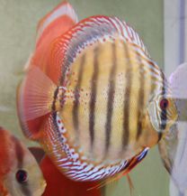 Discus Texel Alenquer L