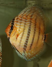 Discus Texel Bluehead Heckel M