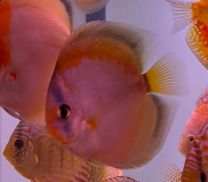 Discus Texel Brown Golden Meave M
