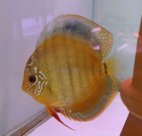 Discus Texel Curipera S