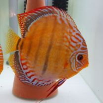 Discus Texel Curipera Heckel M