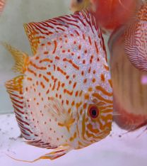 Discus Texel Electric dream S