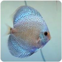 Discus Texel eruption blue XL