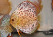 Discus Texel eruption red S