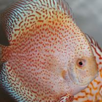 Discus Texel eruption snow white M