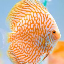 Discus Texel Golden tiger S
