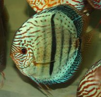 Discus Texel Cobalt heckel L