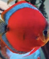 Discus Texel Red Cover Blue Rim M