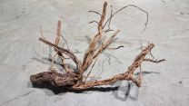 Spiderwood Curly M, 60-80 cm 