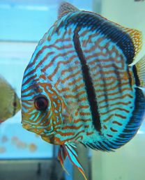 Discus Texel Royal heckel S