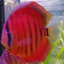Discus Texel San Merah XL