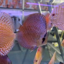 Discus Texel Super pantera eruption M