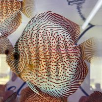 Discus Texel Super Pantera Leopard S