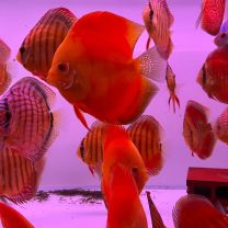 Discus Texel Super Red Diamond M