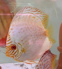 Discus Texel White Butterfly S