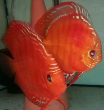 Discus Texel Red Eddy L