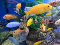 Cichlid mix ML