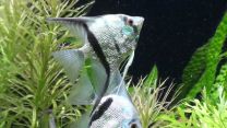 Pterophyllum scalare blue