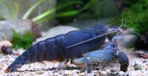 Atya gabonensis blue