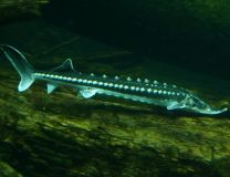 Acipenser stellatus 16 - 20 cm