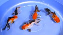 Car. auratus panda tricolor