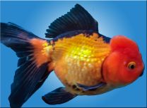 Car. auratus oranda punane-must XL