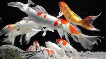 Cyprinus carpio long fin 9-11cm