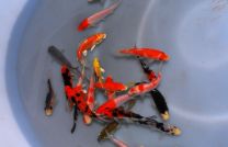 Cyprinus carpio grade A 12-14 cm