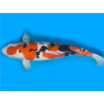 Cyprinus carpio SANKE 14 - 16 cm 