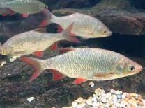 Scardinius erythrophthalmus - roosärg 10 - 15 cm