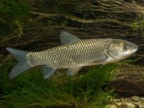 Белый амур (Ctenopharyngodon idella) 20 - 25 см