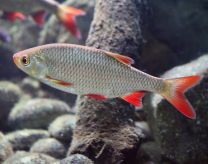 Rutilus rutilus - särg 10 - 12 cm