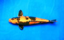 Cyprinus carpio UTSURI 16 - 18 cm