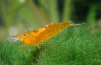 Caridina cf. Propinqua