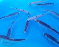 Leuciscus idus orfus blue-pink tiger 15-20cm