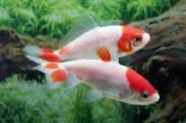 Car. auratus Wakin 7 - 9 cm